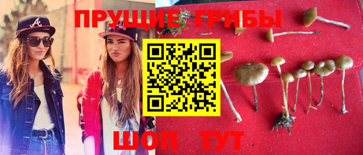 Псилоцибиновые грибы Psilocybine cubensis  Можайск 